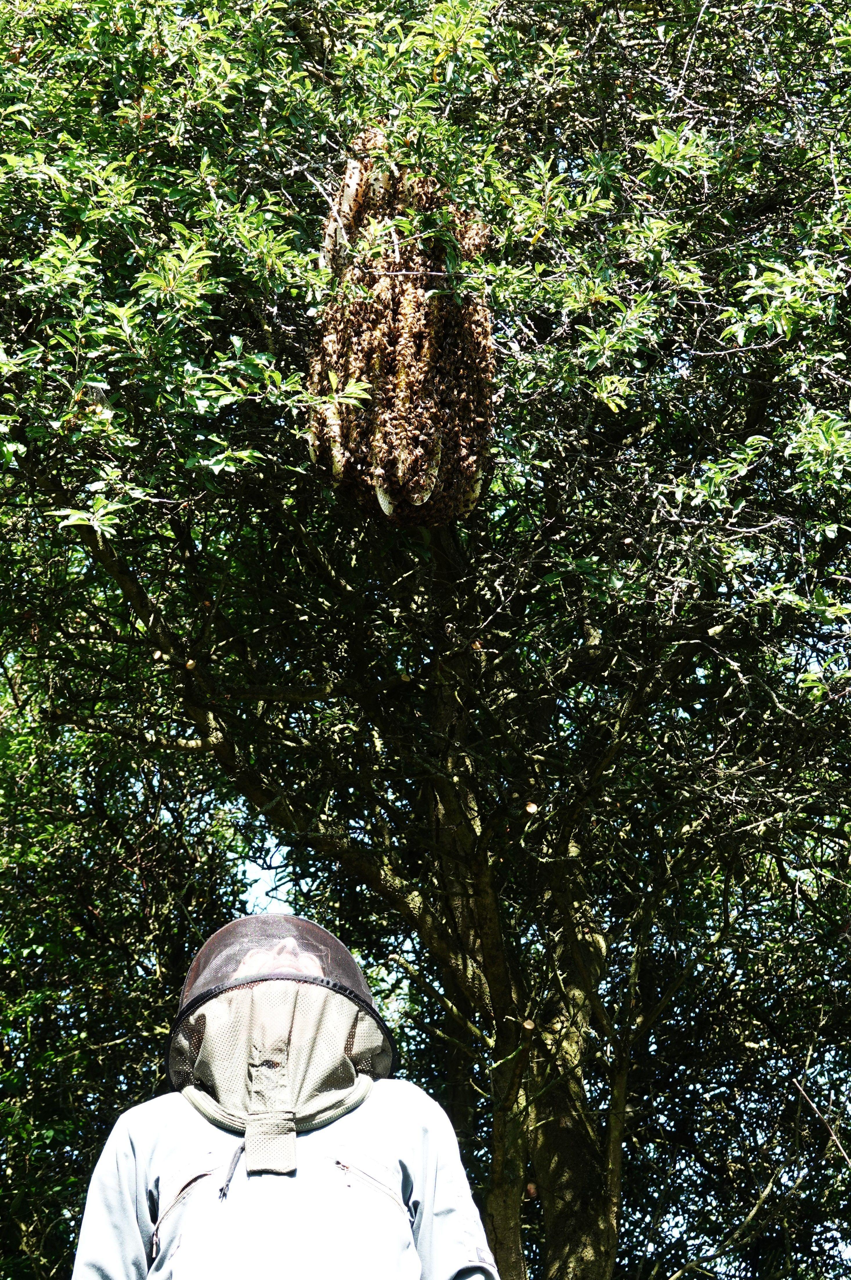 Bees