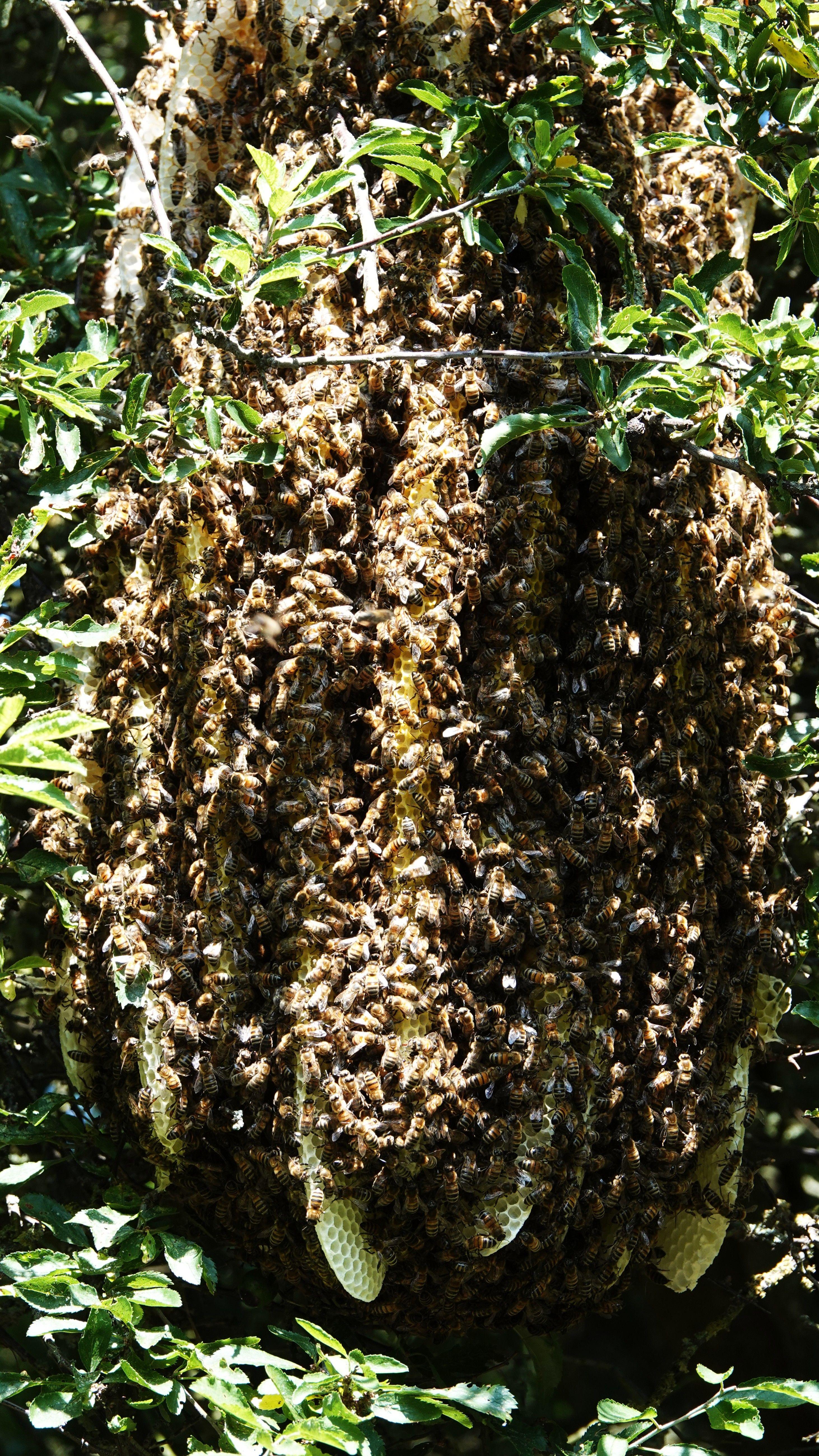 Bees