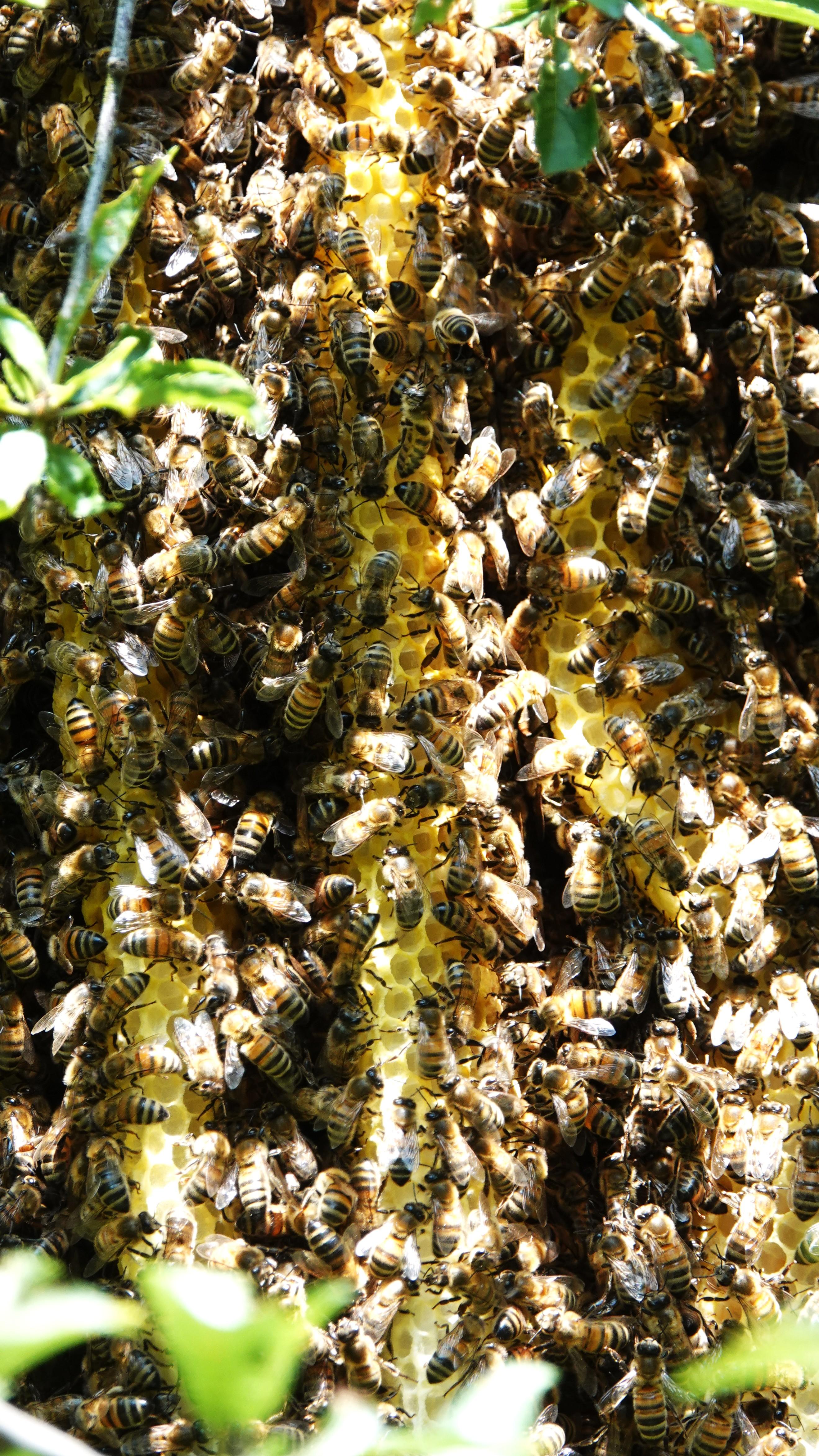 Bees