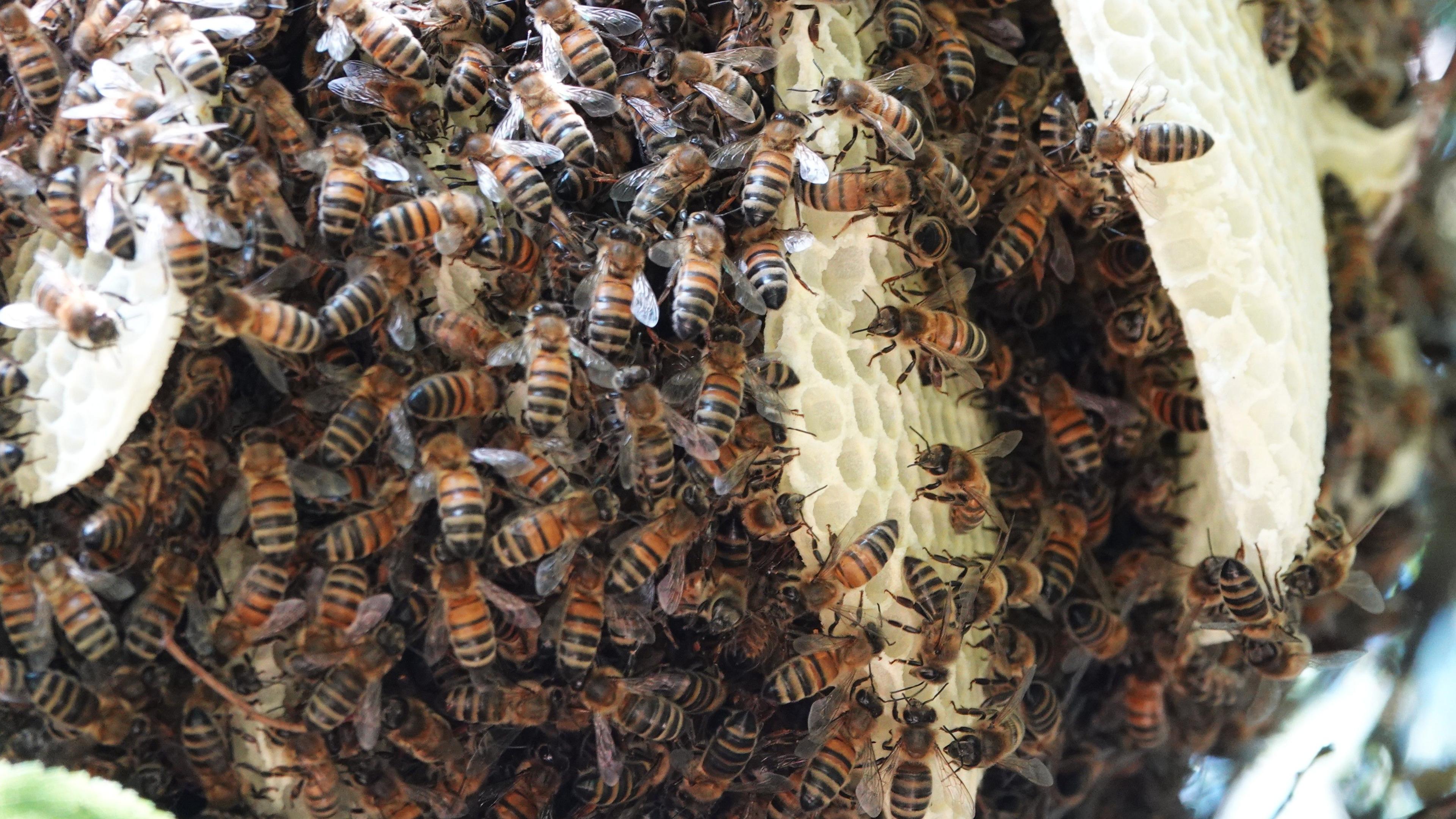 Bees