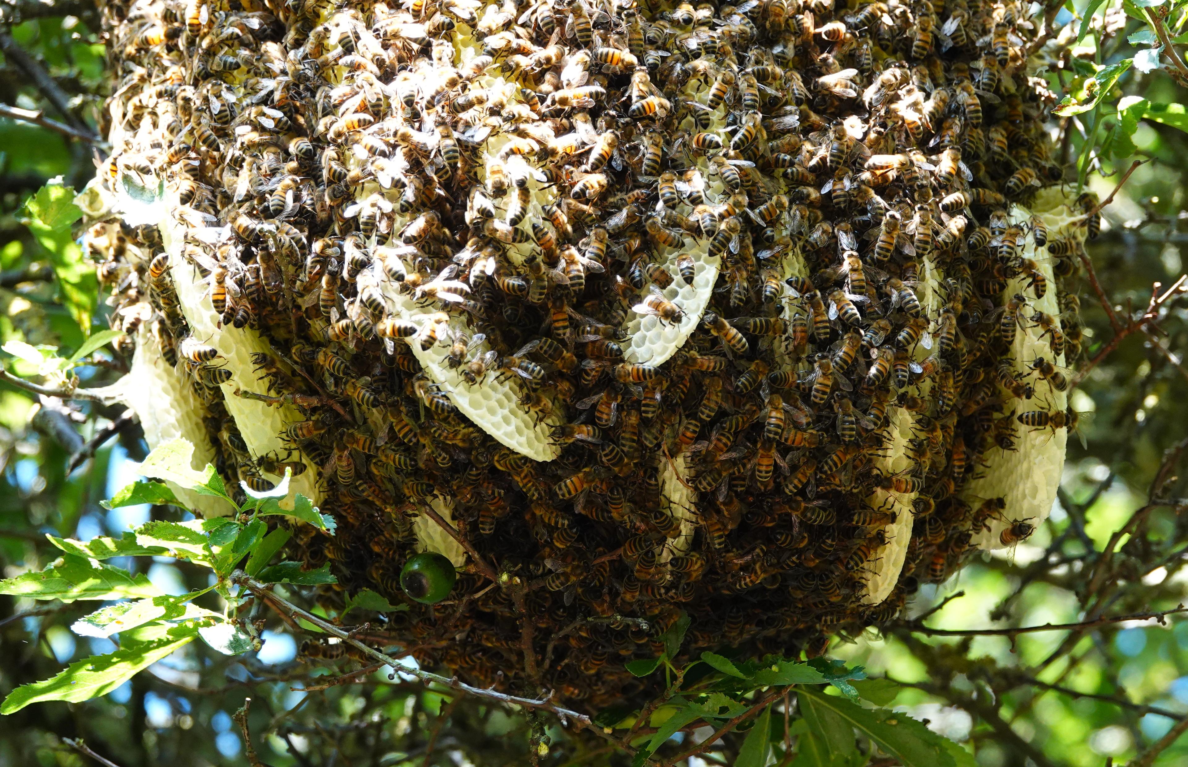 Bees