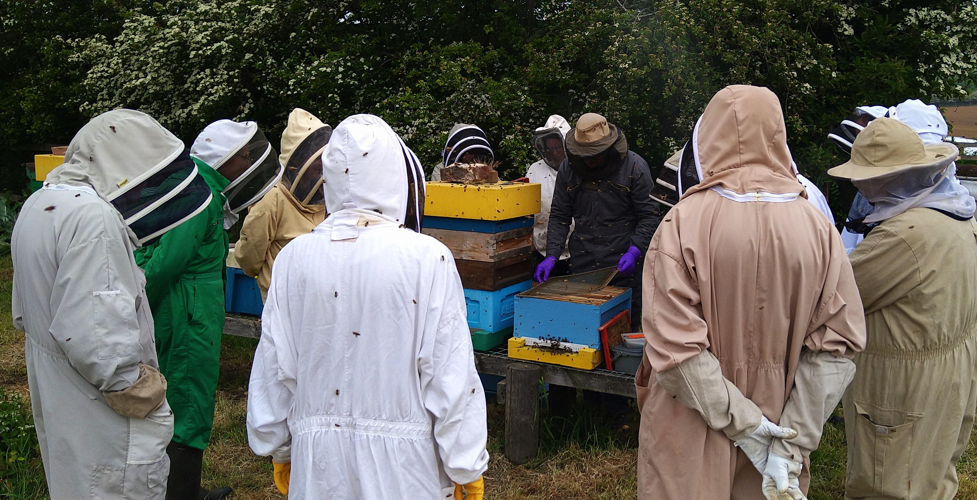 Bees