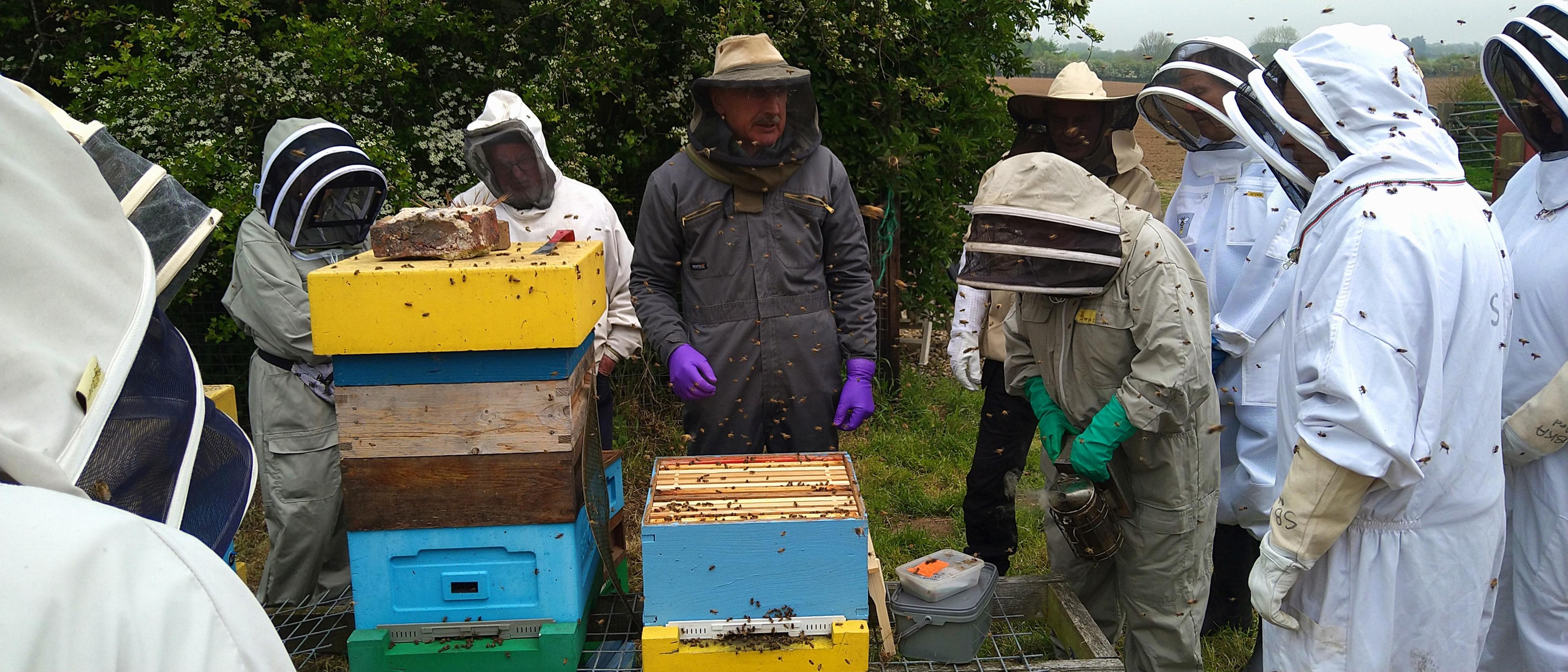Bees