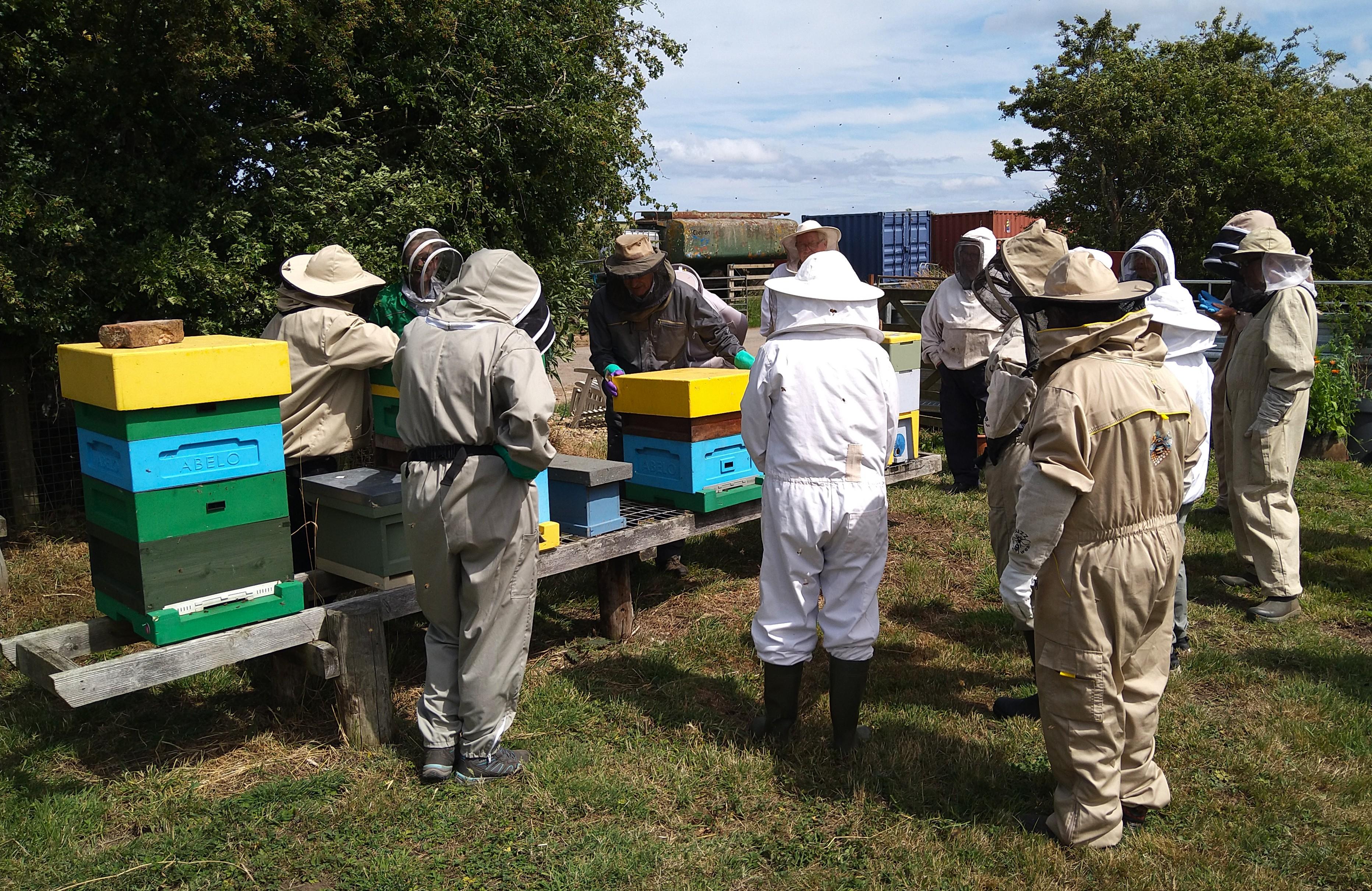 Bees