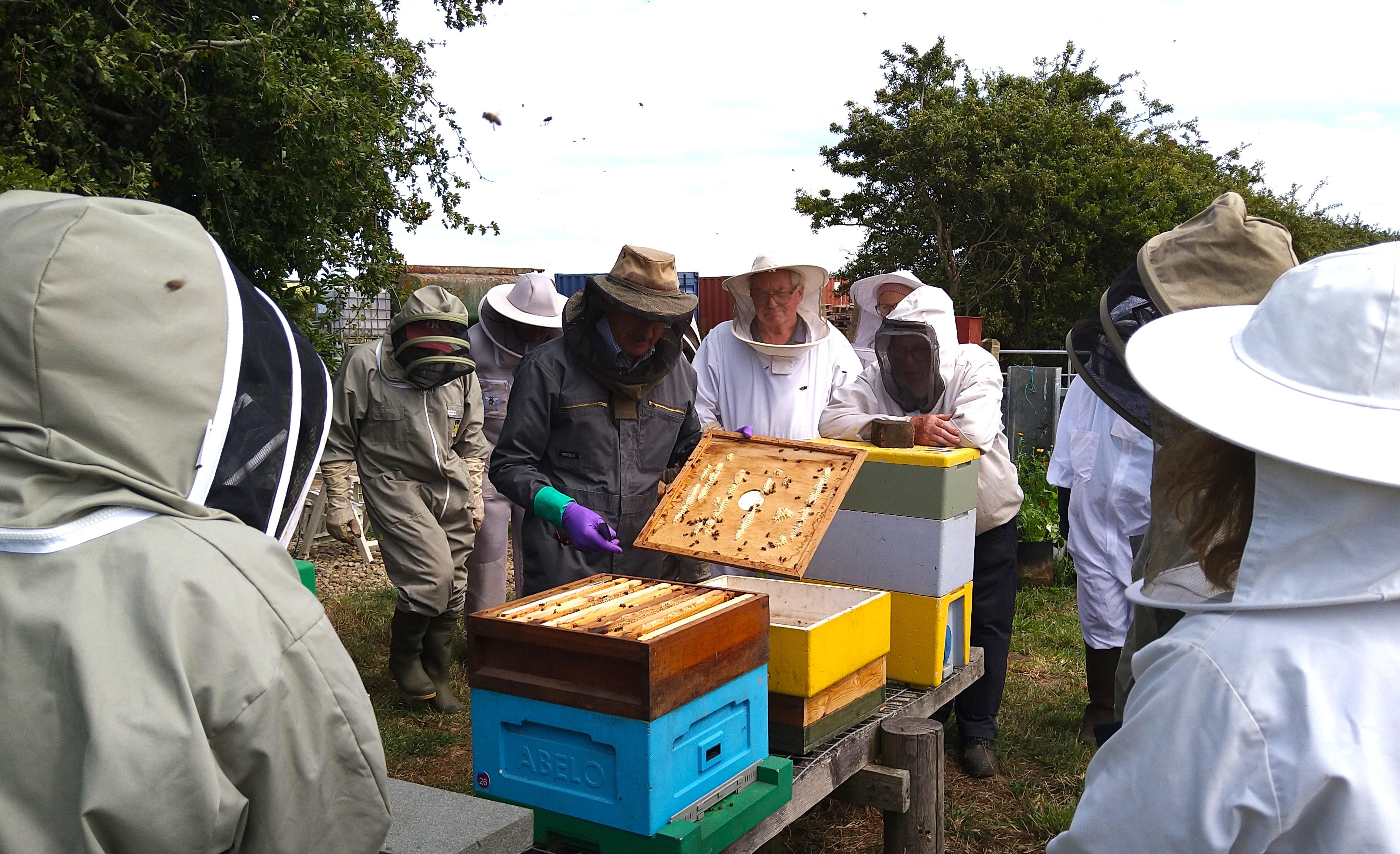 Bees