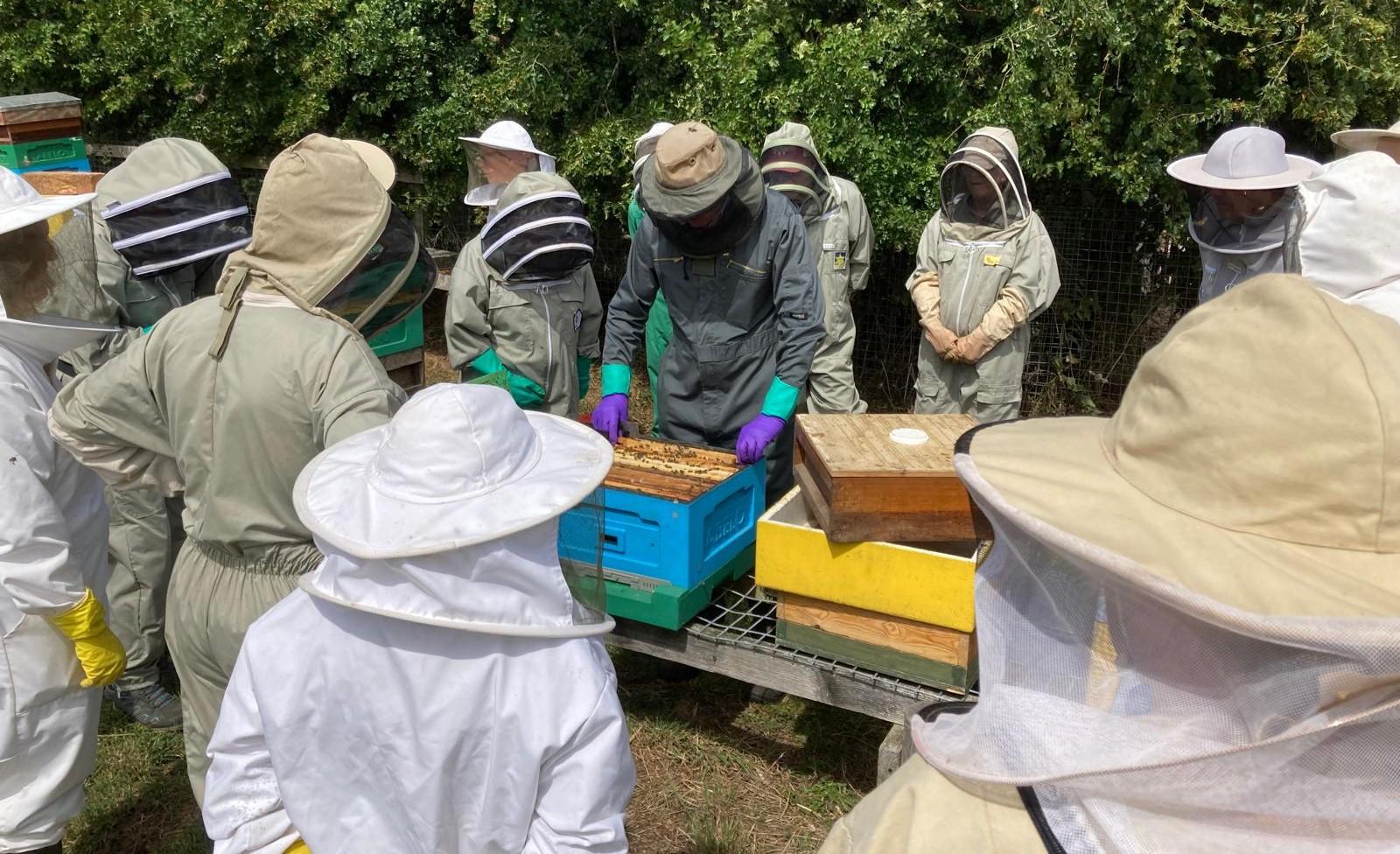 Bees