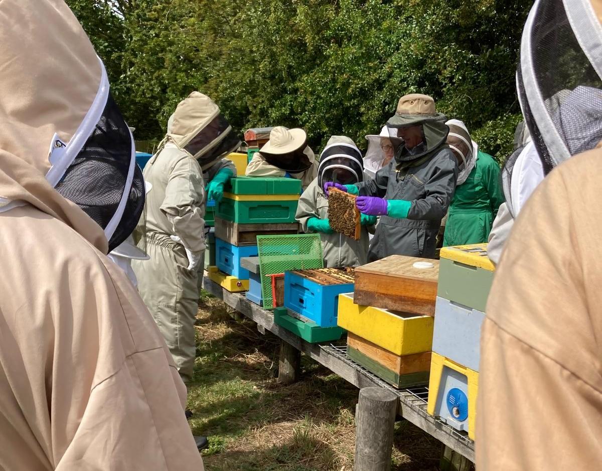 Bees