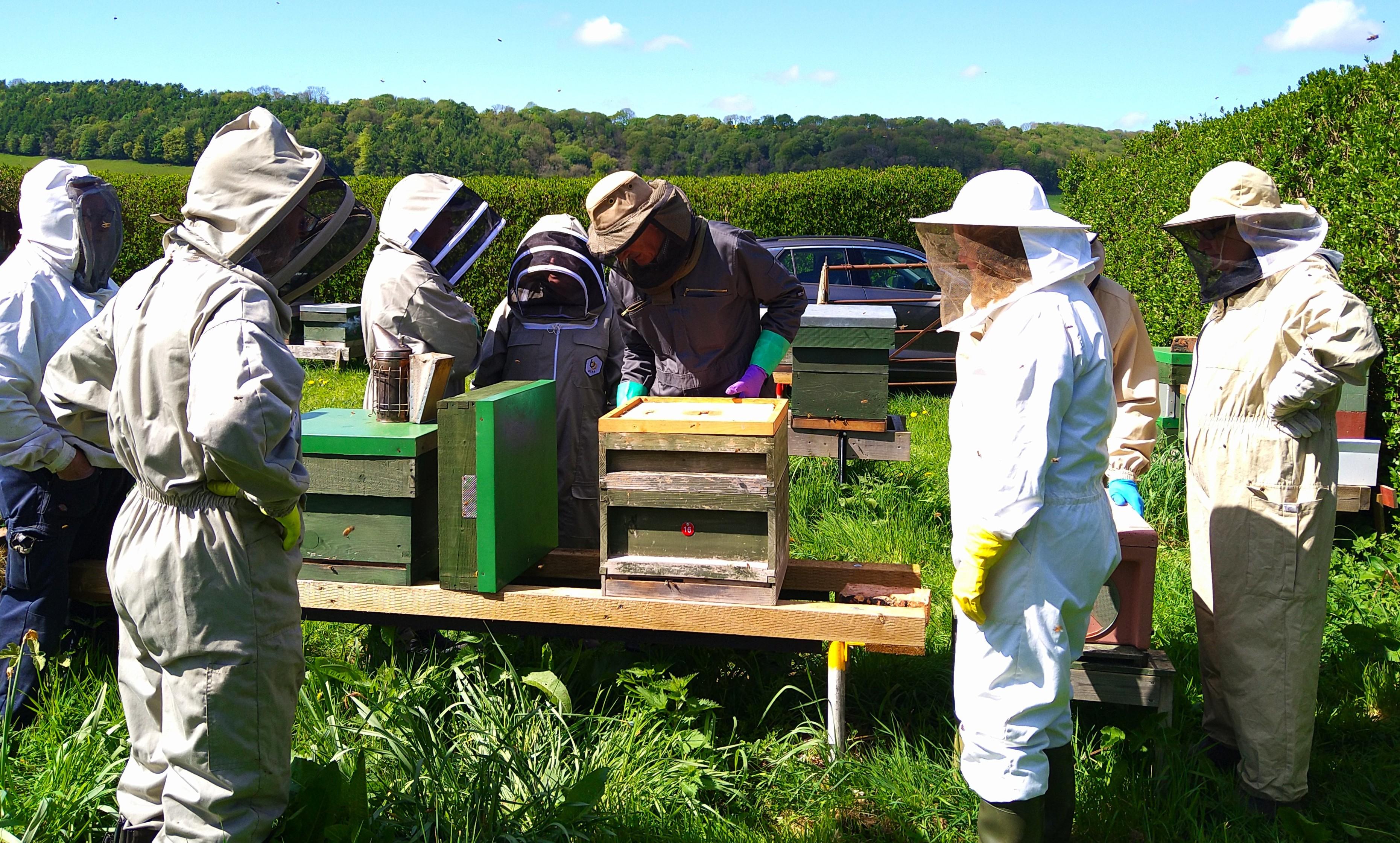 Bees