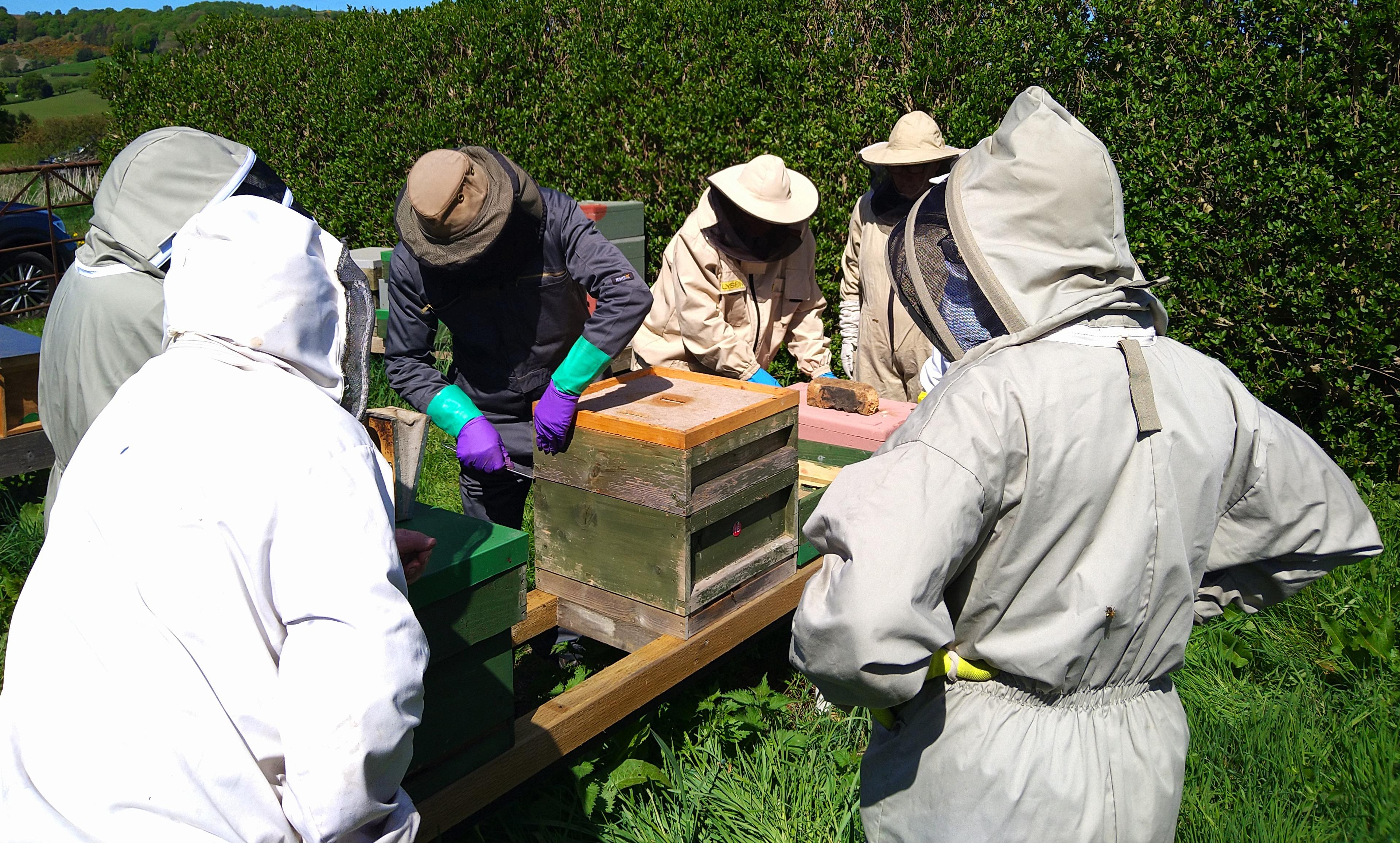 Bees