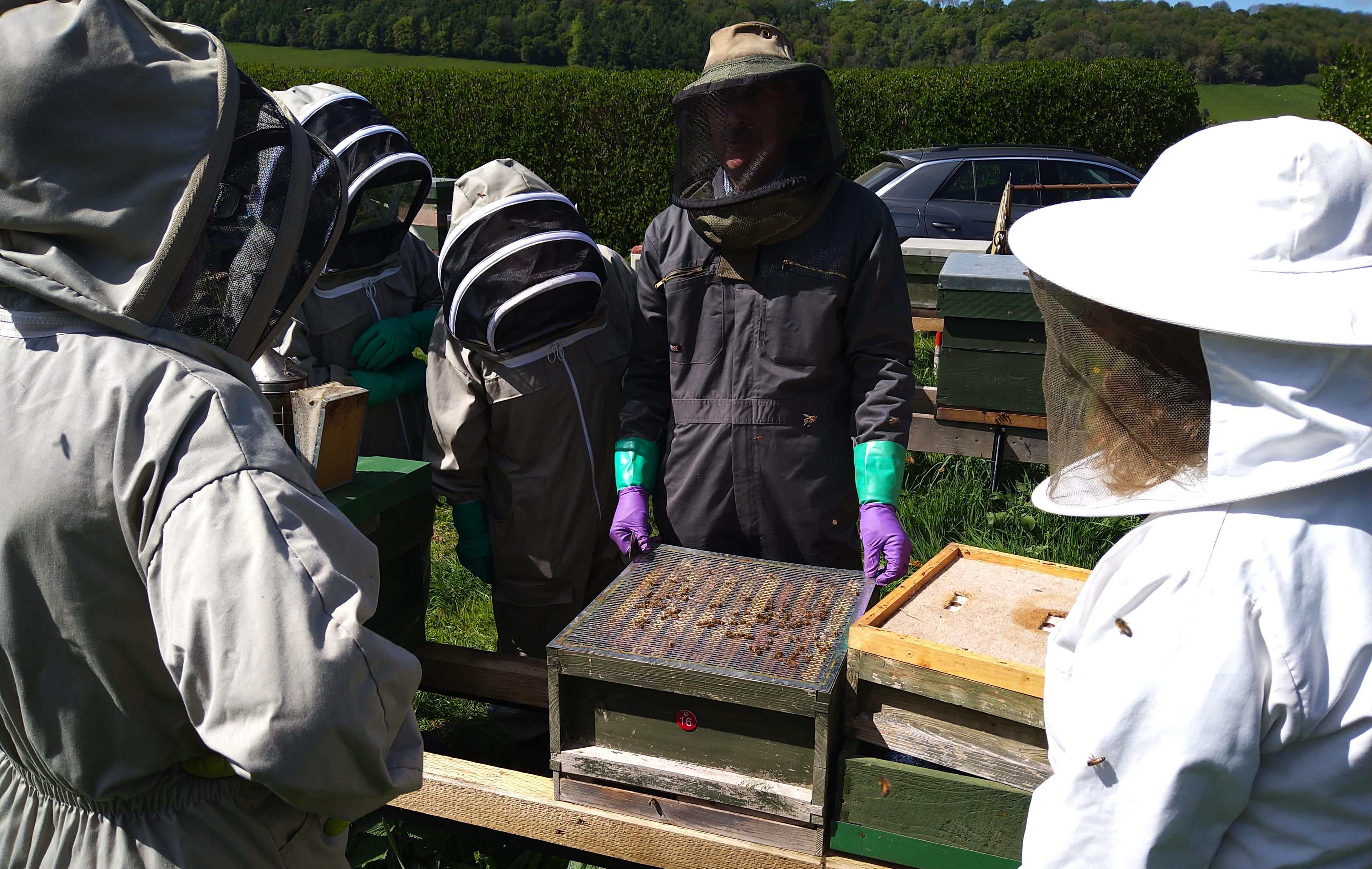 Bees